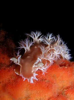 Nudibranch from Lembeh strait Olympus C-4040 zoom by Songpol Amnartsingh 